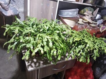 мотопомпа высокого давления: Кое растения — суккуленты и эпифитные кактусы В продаже несколько