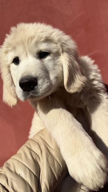 İtlər: Labrador-retriver, 2 ay, Dişi, Peyvəndli, Ödənişli çatdırılma