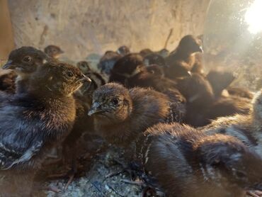 редкие экзотические животные: Продаю фазанов!!! Продаю румынского фазана. Курочки и петухи !!! Есть