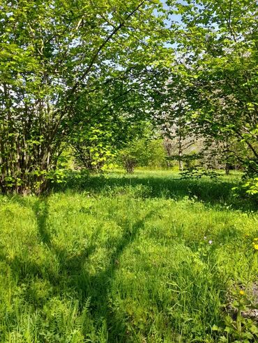 Torpaq sahələrinin satışı: 30 sot, Kənd təsərrüfatı, Mülkiyyətçi, Kupça (Çıxarış) -da lalafo.az — 10 Torpaq sahələrinin satışı: 30 sot, Kənd təsərrüfatı, Mülkiyyətçi, Kupça (Çıxarış) — 10
