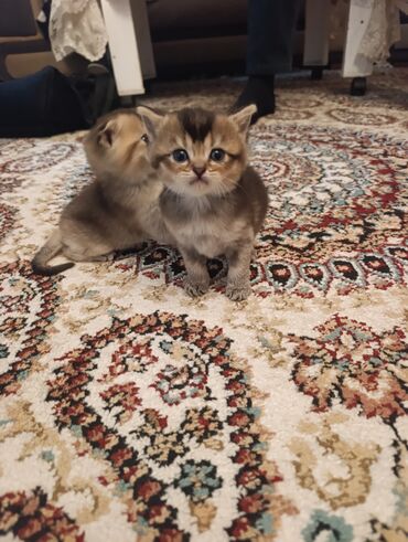 домик для собаки: Шиншилла, Самец, Самка, В добрые руки, Бесплатная доставка