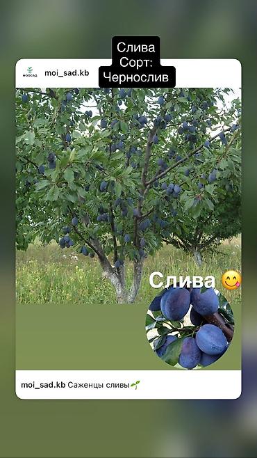 Другие декоративные деревья: Продаются плодовые все виды деревьев яблоня,персик,груша,слива итд а — 4