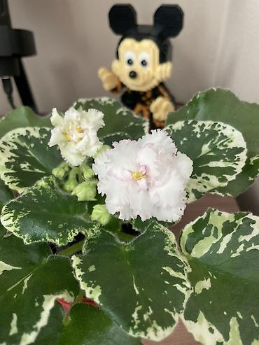 Фиалки и глоксинии: Фиалочки!!! Продам: 1. Укорененные черенки стандартных сортовых — 4