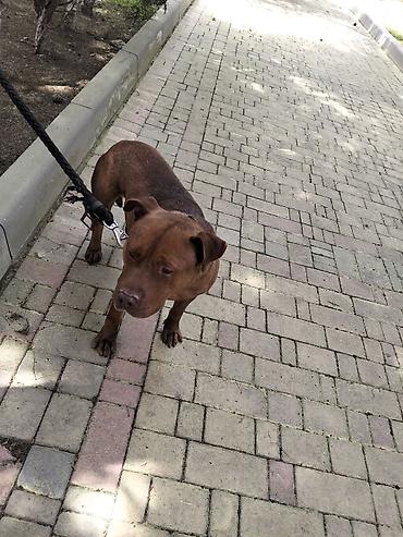 İtlər: 𝘈𝘺𝘢𝘲𝘭𝘢 𝘮𝘰̈𝘩𝘬ə𝘮 𝘴𝘪𝘮𝘦𝘵𝘪𝘥𝘪𝘬𝘥𝘪𝘳. 𝘪𝘵𝘪𝘯 𝘩𝘦𝘤̧ 𝘣𝘪𝘳 𝘬𝘢 𝘱𝘳𝘪𝘻𝘪 𝘰𝘭𝘢 𝘣𝘪𝘭𝘮ə𝘻 — 4