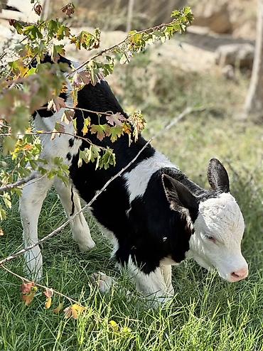 Телята: Erkək simmental buzov. Tam sağlamdır. 5 günlükdür. Super buzovdur — 4