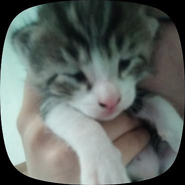 купить мейн кун: 🐱 Котята в добрые руки! Отдам котят в добрые руки ❤️ Котята — смесь с — 3