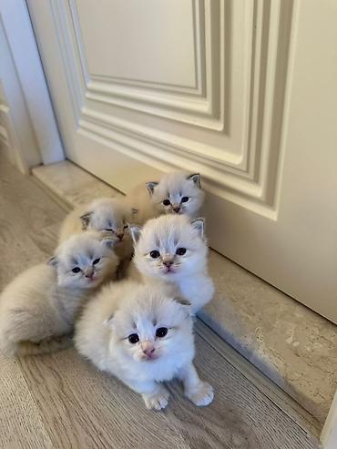 Pişiklər: Şotland — 5