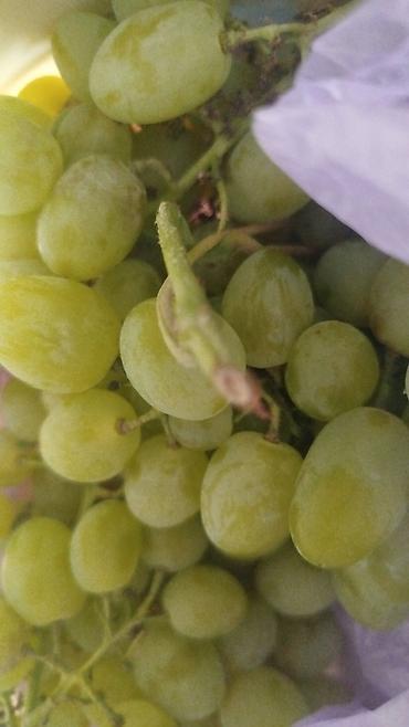 Виноград: Продажа саженцев винограда и фундука осенняя для посадки,как и at lalafo.kg — 18 Виноград: Продажа саженцев винограда и фундука осенняя для посадки,как и — 18