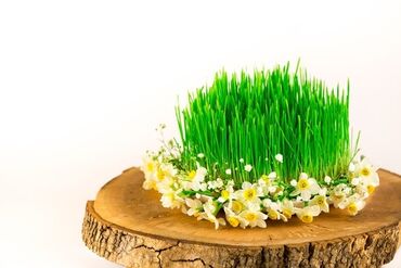 İstixanalar və parniklər: Şitil ücun qablarr qarpiz toxumlari uçun vathcapa yazn rayonlara — 8