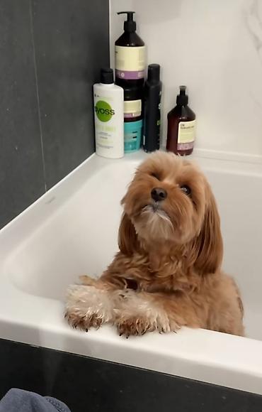 qurbanlıq heyvanlar: Maltipoo itinləri üçün yumşaq trikotaj başlıq – çiçəkli model — 2