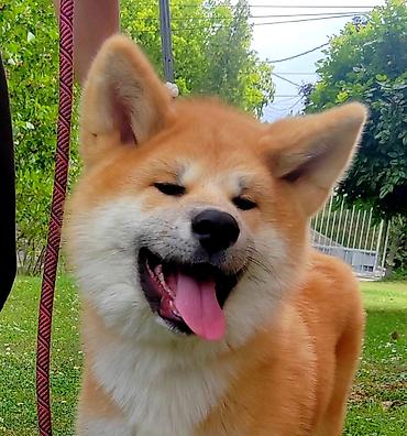 Psi: AKITA INU – VRHUNSKO FCI LEGLO | KUMA KAI KENNELS Odgajivačnica Kuma — 11