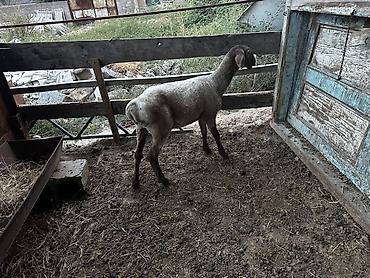 пони животное: Продаю | Баран (самец) | На забой — 4