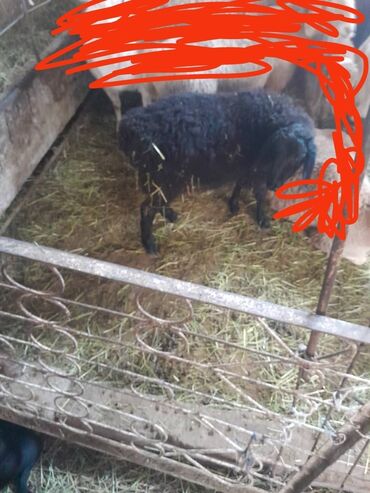 охотничий собака: Продам 2 боран майские