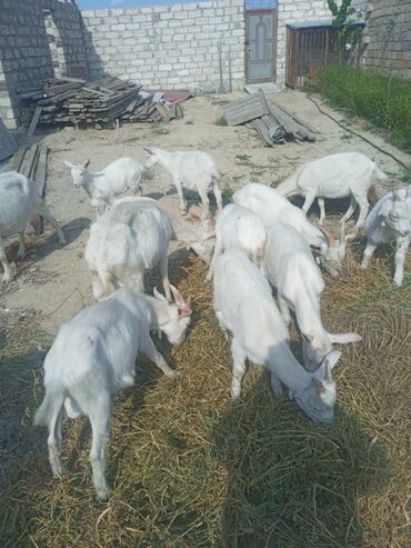 keçi qiymətləri: Erkək, il: 1, 25 kq, Damazlıq, Ünvandan götürmə, Ödənişli çatdırılma