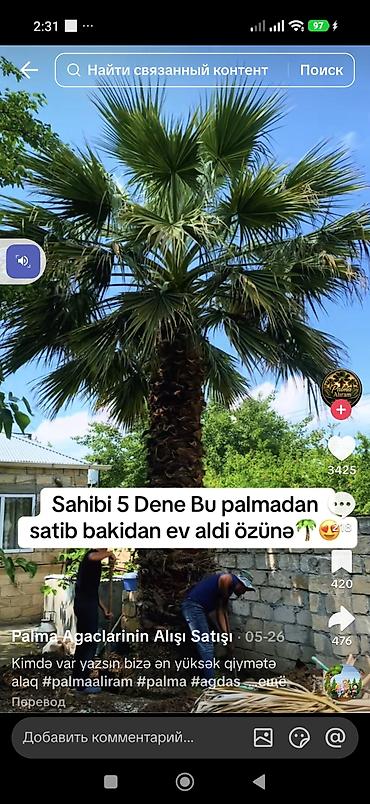 nar agacı: Məhsul: Dekorativ palma ağacı (fan formalı yarpaqlı, qalın pullu — 9