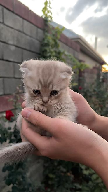 Мышыктар сатылат: 2 айлык, Ургаачы, Лотокко барууга үйрөтүлгөн — 2