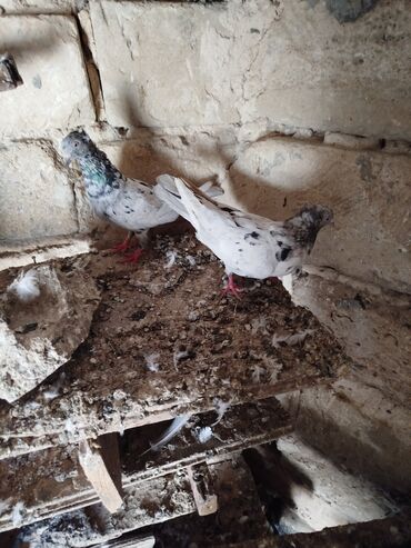 Göyərçinlər: Şəkillərdə müxtəlif rənglərdə və bəzi fərqli xüsusiyyətlərə malik — 9