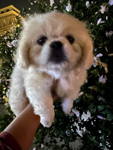 İtlər: Pekines, 2 ay, Dişi
