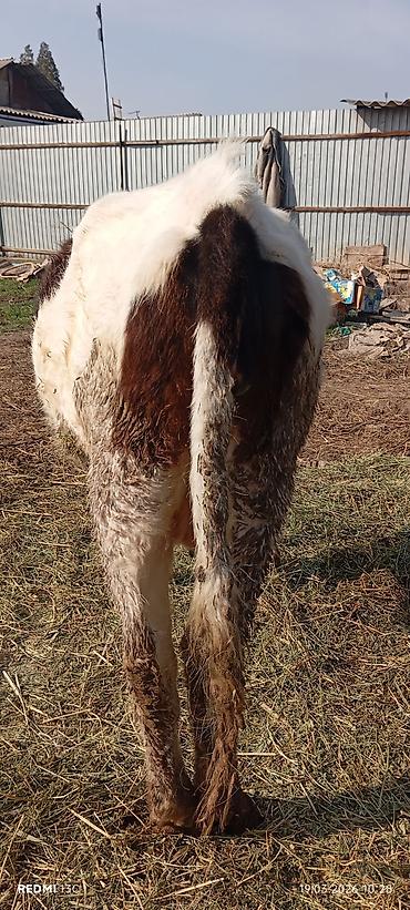 Коровы, быки: Продаю | Тёлка | Для разведения | Нетель — 5