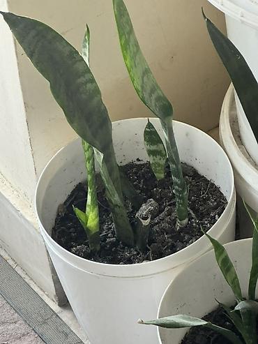 torf satilir: Bitki satışı – Sansevieria (Qaynanadili), sukkulentlər və kaktuslar — 2