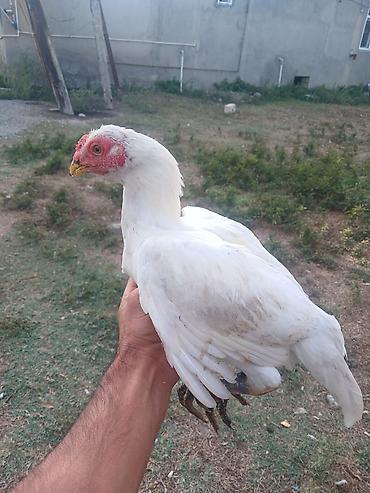 Toyuq, Damazlıq lalafo.az -da Toyuq, Damazlıq