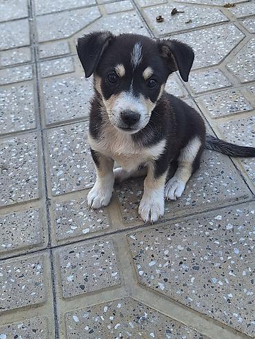 canavara oxsayan it: Zvonok, 3 ay, Erkək, Peyvəndli, Ödənişli çatdırılma — 3