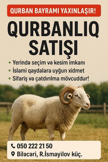 qurban bayramina aid sekiller: Erkək, il: 1