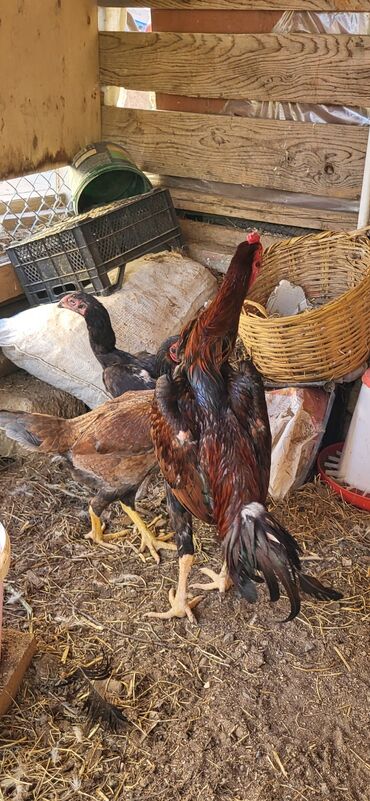 Xoruzlar: Xoruz, Heyratı, il: 1, Ünvandan götürmə — 9