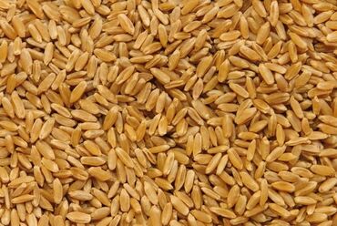 продаю газонокосилку: Семена и саженцы Пшеницы, Самовывоз