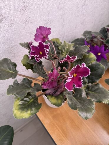 Фиалки и глоксинии: Фиалки (сенполии) комнатные, коллекционные сорта — 4