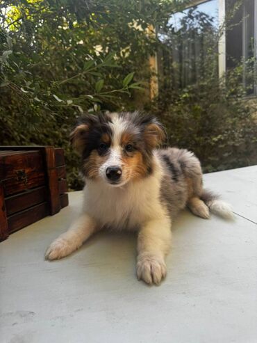 Продажа собак: Колли, 5 месяцев, Самец — 4