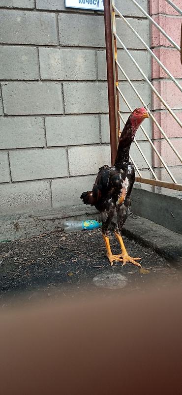 Птицы: На продажу два петушка дакан хороших кровей — 8