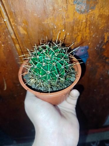 Кактусы: Комнатные растения – суккуленты и кактусы (несколько видов) — 5