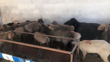 кунаажын бооз: Продаю | Овца (самка), Ягненок, Баран (самец)
