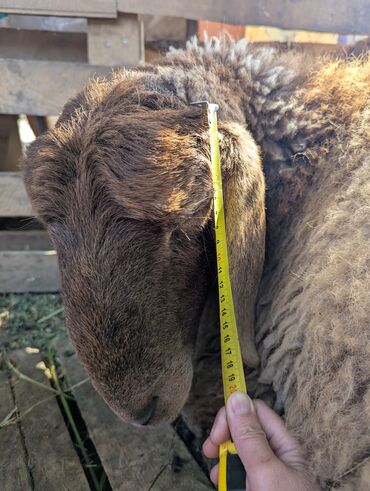 Бараны, овцы: Продаю | Овца (самка) | Арашан | Для разведения | Племенные — 22