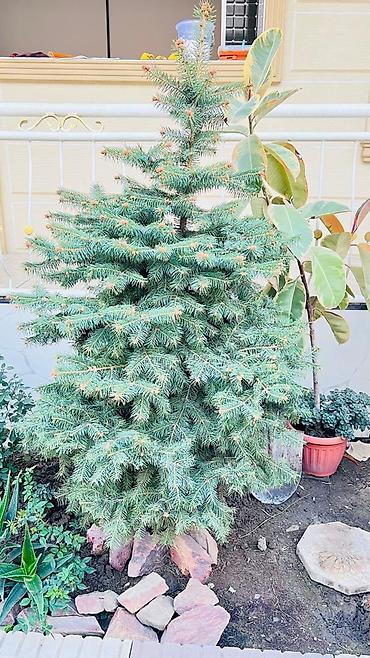 туя бишкек цена: 🌲 Продам Шикарную Голубую Ель - 1.6 м Готовое украшение для вашего — 1