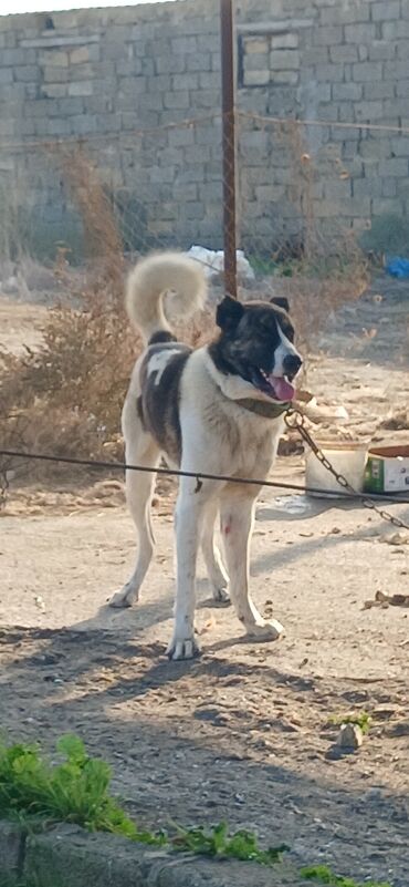 İtlər: Qurdbasar, 1 il, Erkek, Peyvəndli, Ödənişli çatdırılma — 3