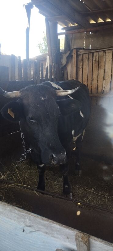 продаю животных: Продаю корову с теленком(бычок) порода голштин даёт молоко 18 литров