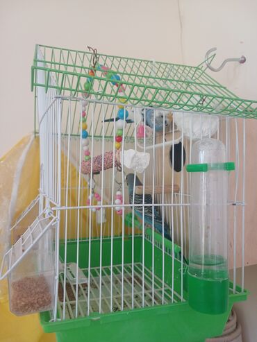 Tutuquşları: Tutuquşları