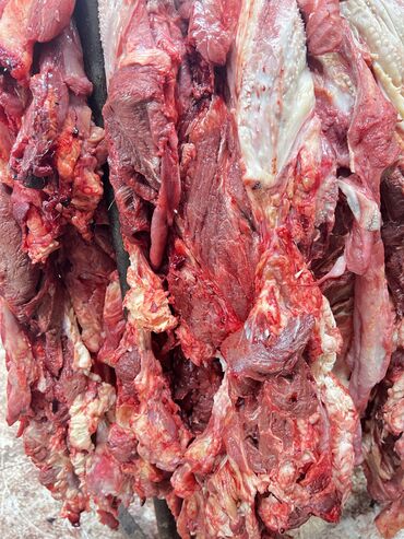 головное мясо: Мясо мясо мясоо. Продаются головное мясо Халал 💯 круговой целиком