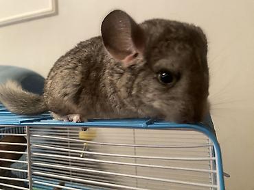 Шиншиллы: ГОТОВЫ К БРОНИРОВАНИЮ 3 ШИНШИЛЛЫ 2 мальчика1 девочка Дата рождения — 9