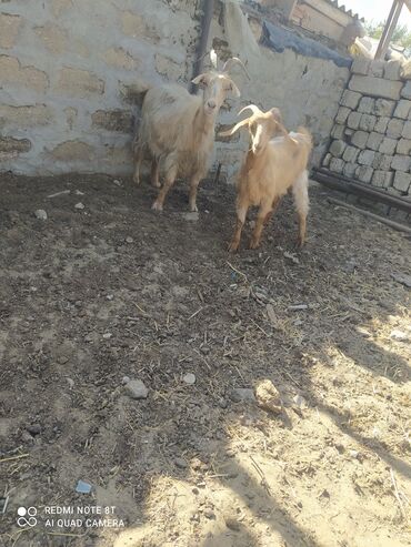 simmental ineklerin satisi: Самка, Haleb, лет: 5, 12 кг, Для разведения
