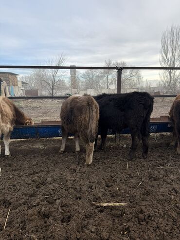 Коровы, быки: Продаю | Бык (самец) | На откорм — 7
