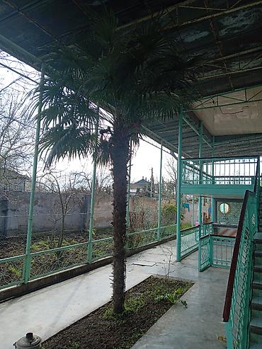 ciyələk ağacı satışı: Salam agacin koku 3mt yuxaridi qiymet yerinde baxildiqdan sonrada — 1