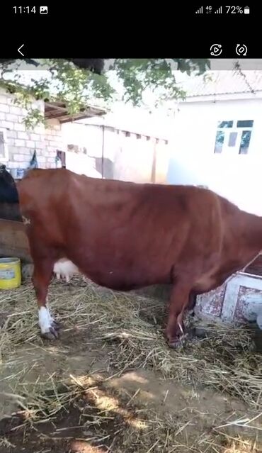 cins ineklerin qiymeti: Самка, лет: 3, 400 кг, Для разведения, Самовывоз