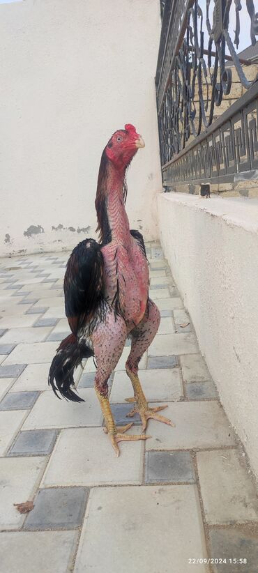 сколько стоит собака бу: Xoruz, Heyratı, il: 2, Ödənişli çatdırılma