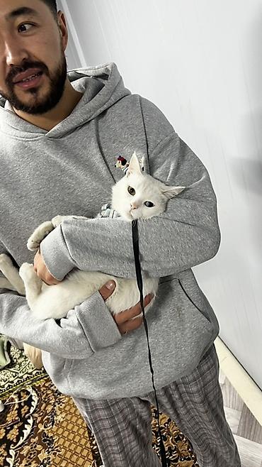 Отдам даром собаку: Кошка даром: Беспородная, Девочка — 3
