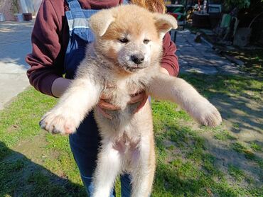 mantil zenski eko: Stenci  Japanska Akita (Akita Inu) spremni za preuzimanje ostenjeni