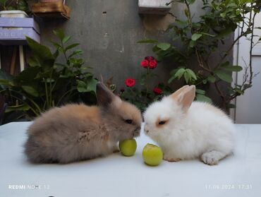 bala dovşanlar: Karlik dovşan dekorativ