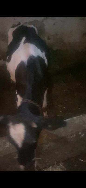 Inəklər, öküzlər: 10 aylıq suni mayalanma dişi dana damazlıq maldı anası 23 litr sud — 6